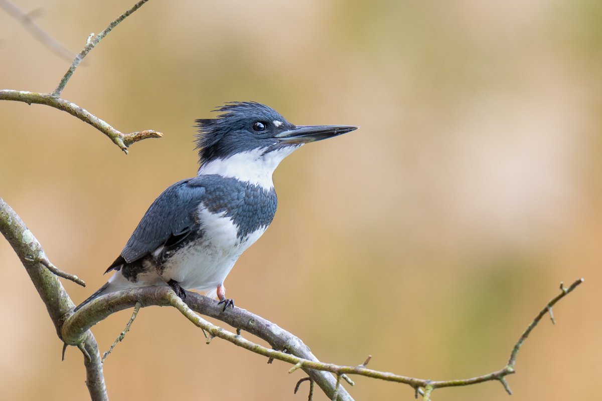 davidlei's tweet photo. Male belted kingfisher perched over a pond and patiently waiting for his chance. (New Jersey)

#birds #birdwatching #wildlife #nature https://t.co/fp9xlqPaLa
