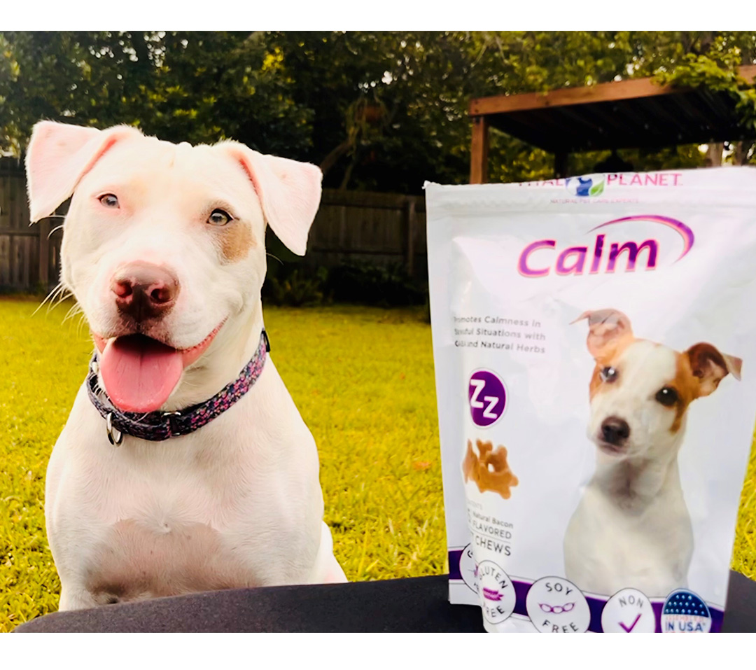 ChamberlinsFL's tweet photo. Ruby gives us her POV on her favorite product: "Does your Human stress you out? Thunderstorms and fireworks got you down? Try @VitalPlanetPets tasty Calm treats. They keep my tail wagging and my spirits high. Happy tails!”
See full review: https://t.co/gQBUwdW2CV   #happydog https://t.co/43tOrKI8SN