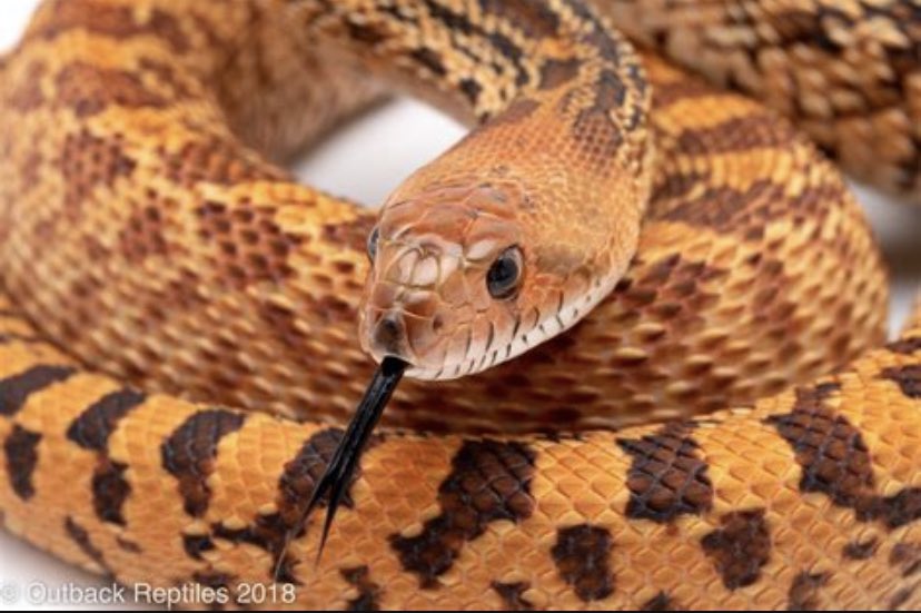 SarsparillaGame's tweet photo. #snakeover stil hqppening by the way sss https://t.co/APofSEZmGh
