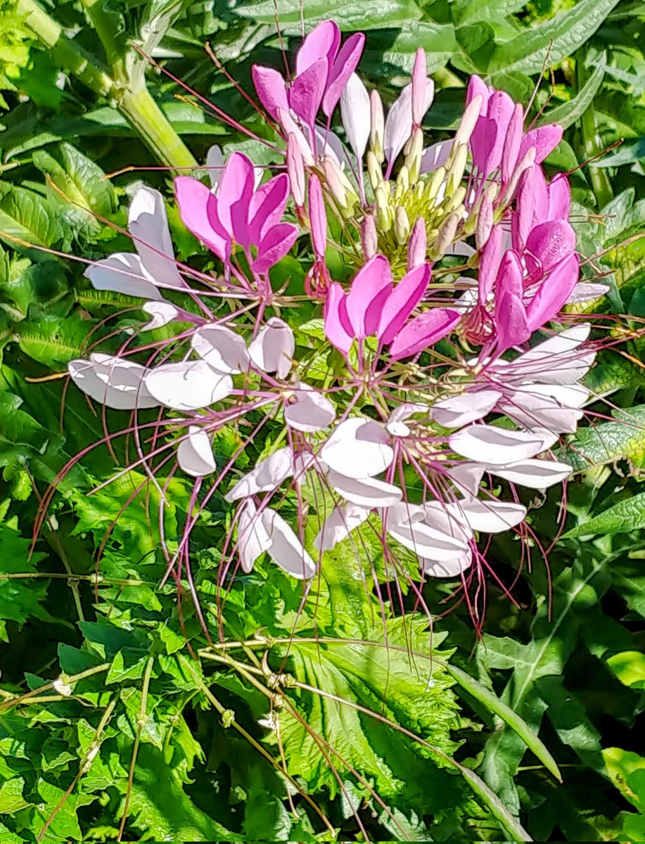 n_e_davis's tweet image. #PhotoADay2022
294/365
Multicolored
North Carolina 2019