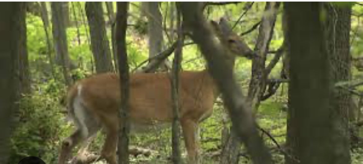 Saga des cerfs du parc régional à Longueuil. Non, ce n’est pas terminé.
La Cour d’appel accepte d’entendre la cause en novembre. Petite victoire pour <a href="/AFGoldwater/">Anne-France Goldwater</a> et Sauvetage Animal Rescue. <a href="/VilleLongueuil/">Ville de Longueuil</a> avait prévu procéder à l’abattage cet automne.
<a href="/tvanouvelles/">TVA Nouvelles</a>