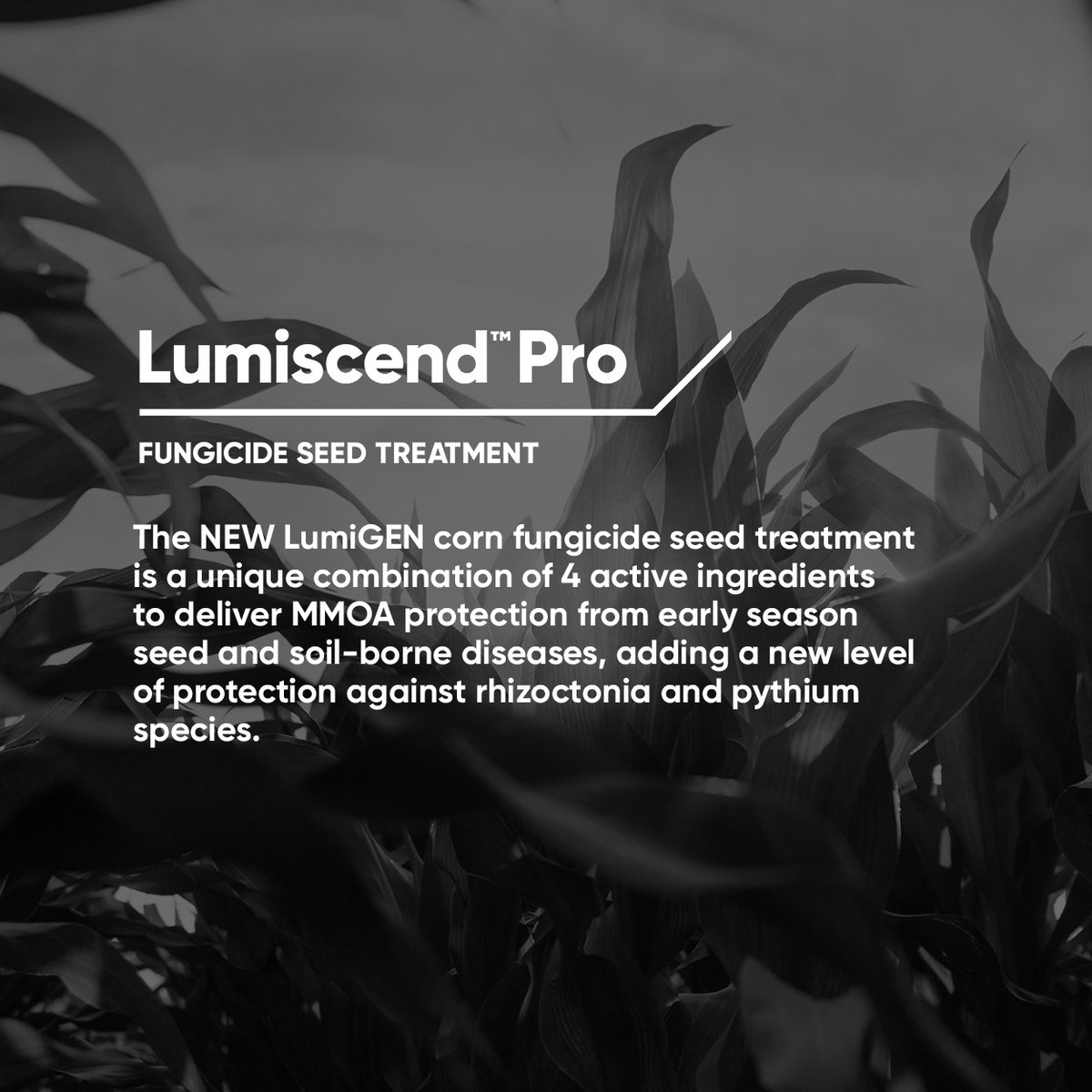 Pioneer Seeds Canada tweet media