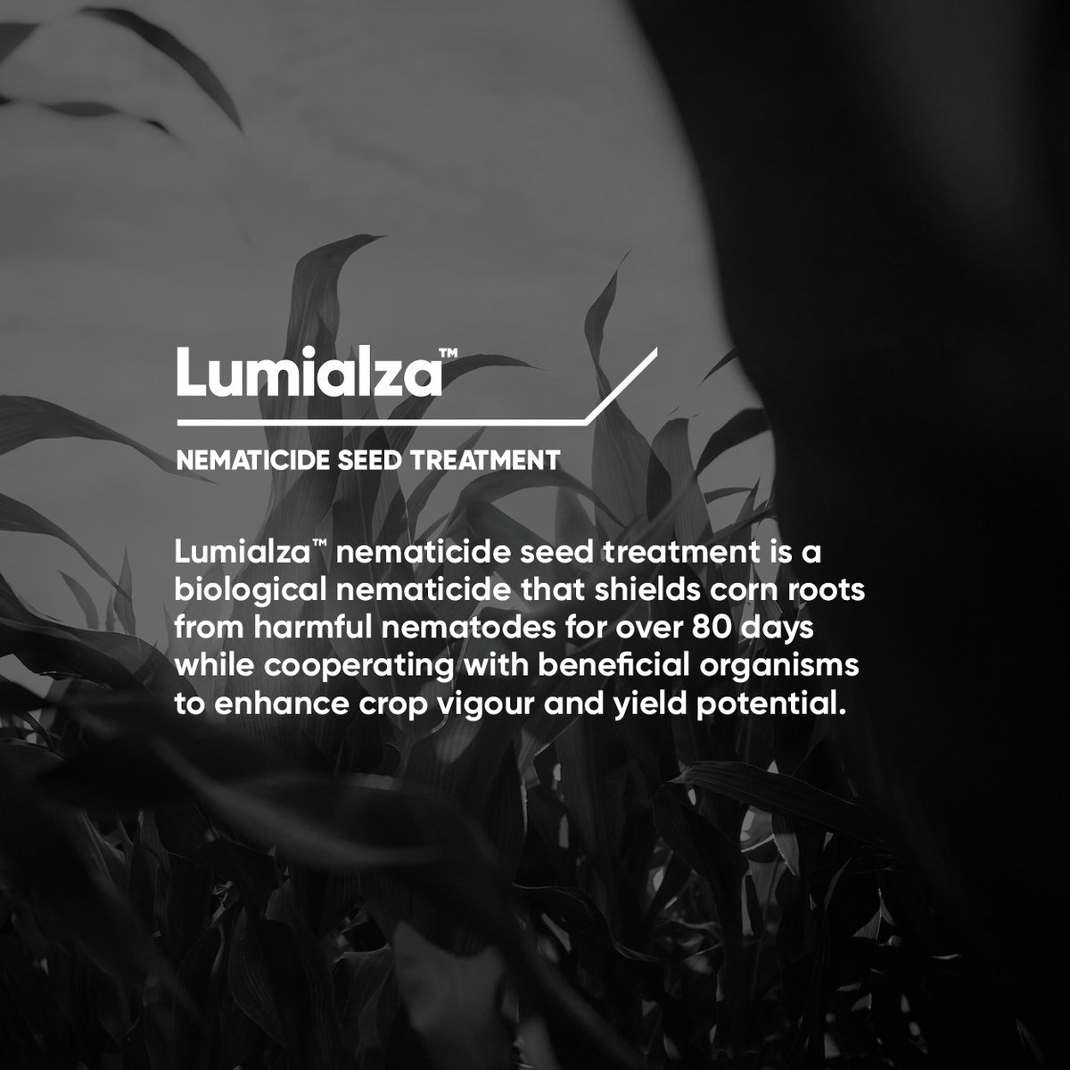 Pioneer Seeds Canada tweet media