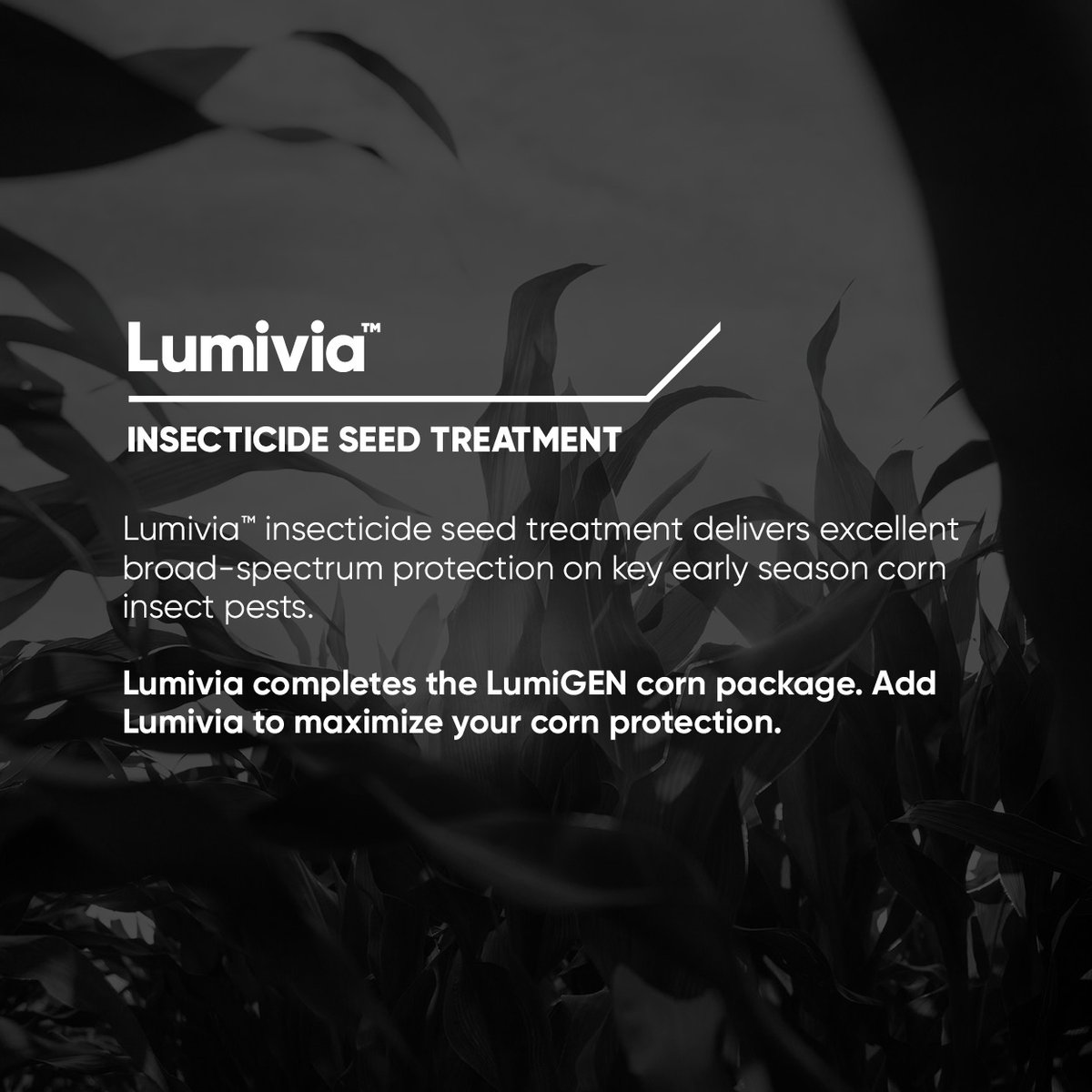 Pioneer Seeds Canada tweet media