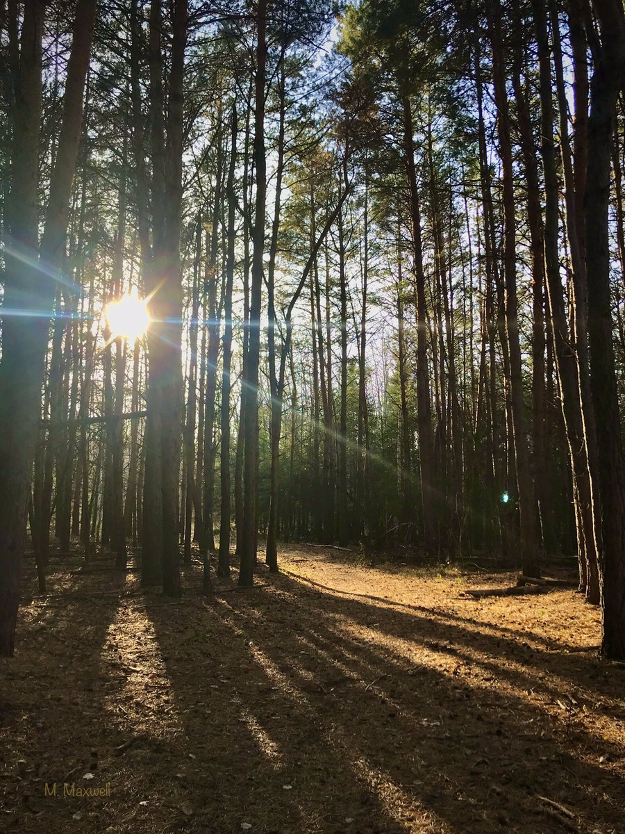 Through the pines.