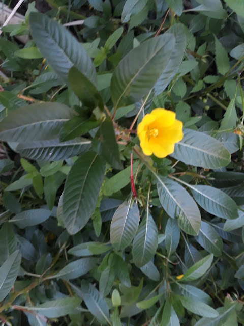 RECOMENDAMOS LA LECTURA DE ESTE ARTÍCULO DE ARBA VALLADOLID Una nueva planta en la flora vallisoletana: Ludwigia grandiflora arba-va.blogspot.com/2022/09/una-nu…