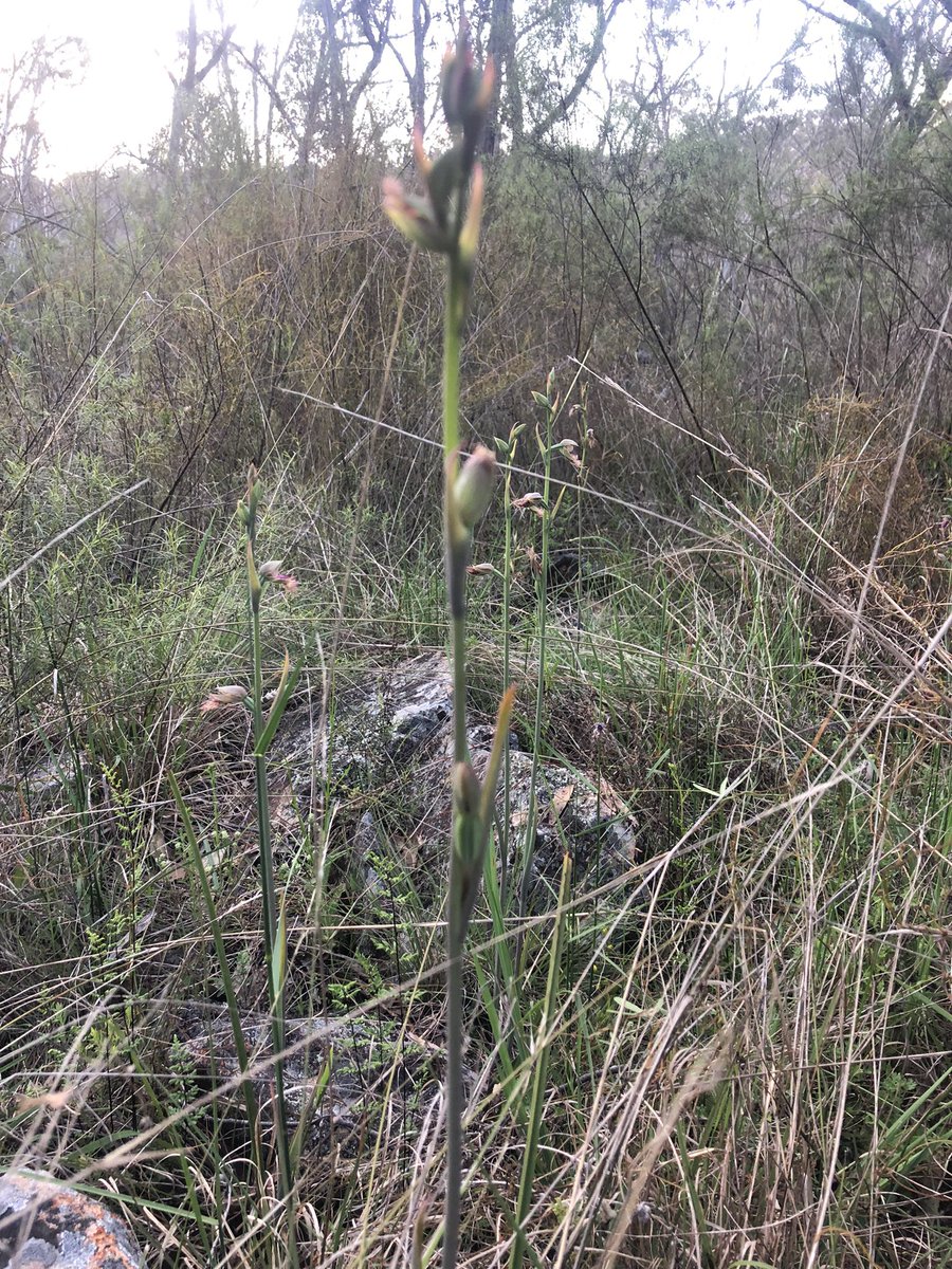 birdandbatlife's tweet photo. #calochilus #orchid about to ๐ฅ burst open. I think I have two versions at my place, one near the rocky creek and another near the upper slopes. The other version has a bigger more glamorous purple #beard https://t.co/CD1tVPLMLz