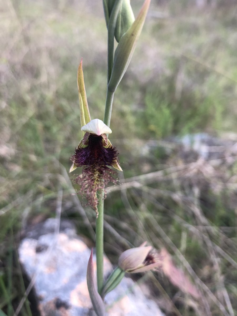 birdandbatlife's tweet photo. #calochilus #orchid about to ๐ฅ burst open. I think I have two versions at my place, one near the rocky creek and another near the upper slopes. The other version has a bigger more glamorous purple #beard https://t.co/CD1tVPLMLz