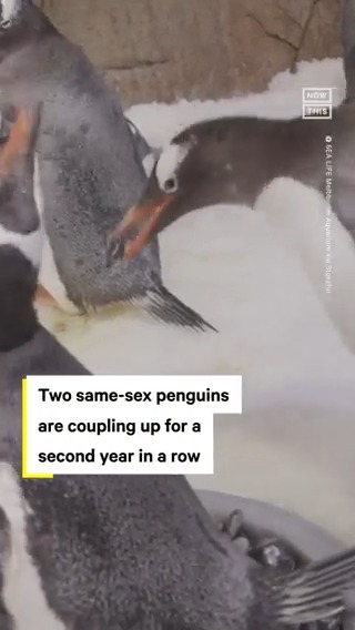 NowThis on Twitter: "Klaus and Jones, two male gentoo penguins at SEA