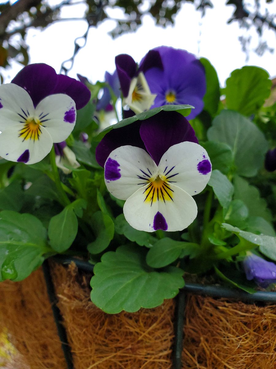 HelenAnnMoore's tweet photo. These Violas 💜 #basket #violas #afavorite https://t.co/fMjZfa3RG8