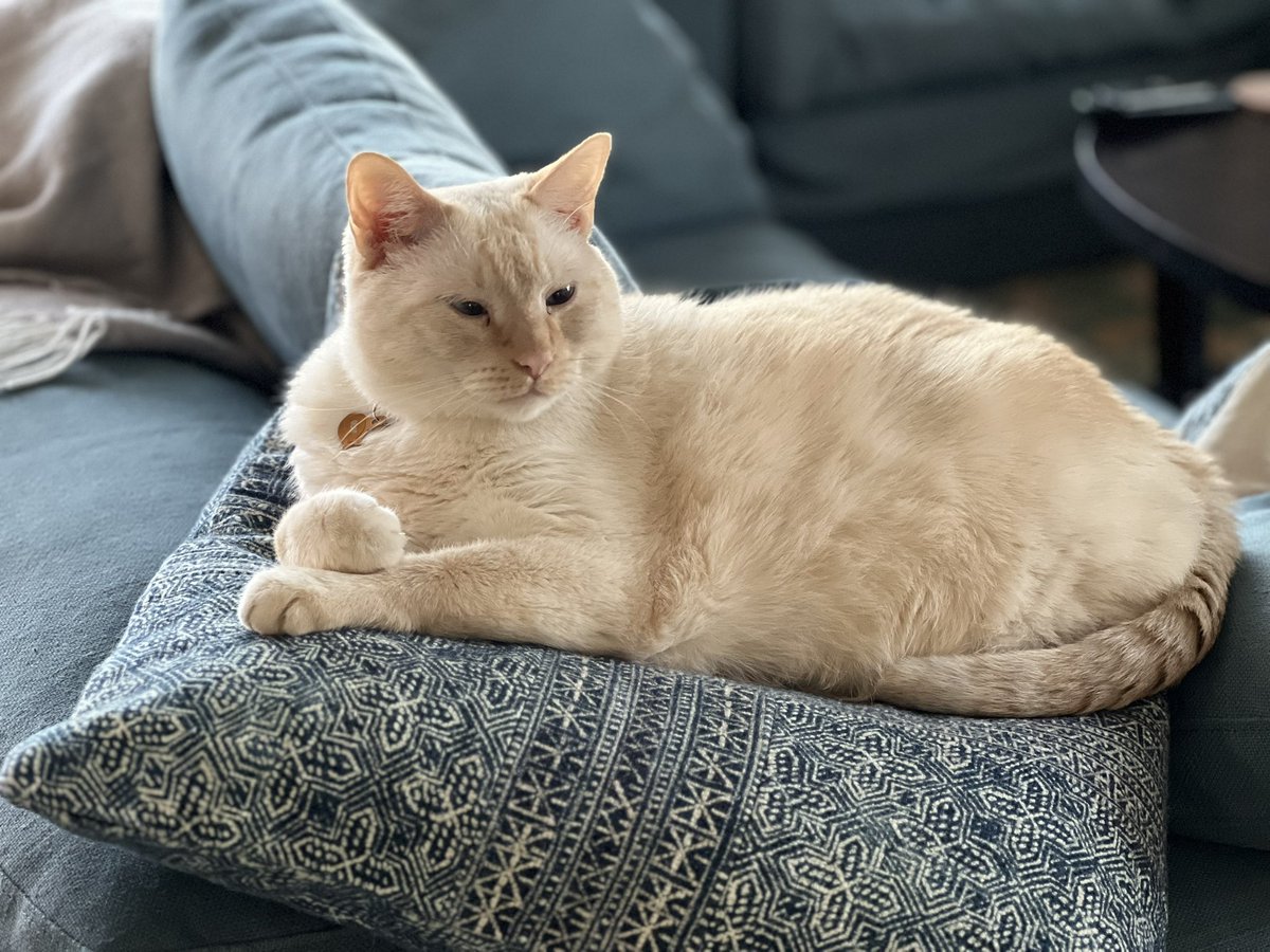 #SNELovesPets and Olaf loves posing for pictures. <a href="/CatFoodBreath/">Cat Food Breath</a>