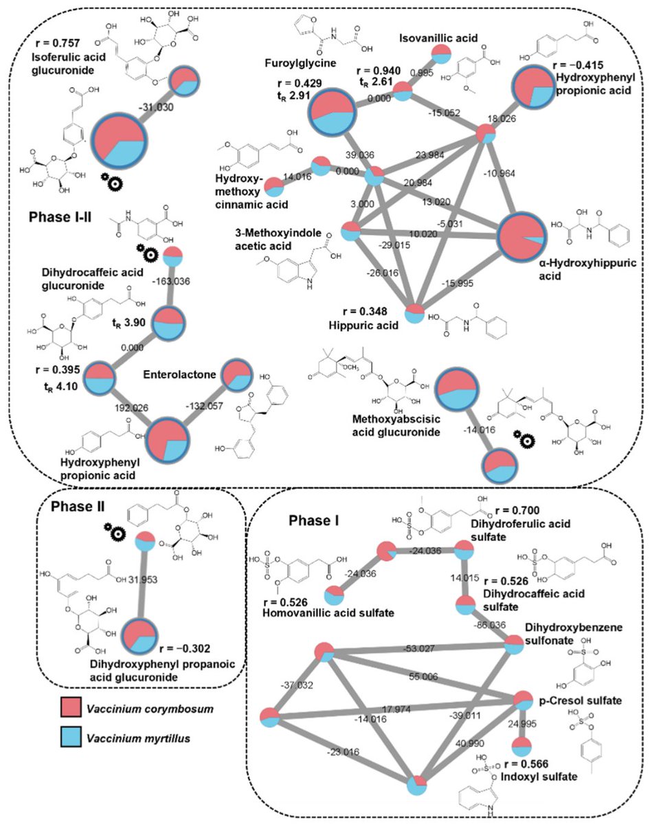 Justin van der Hooft (@jjjvanderhooft) on Twitter photo The combination with #feature based #molecular #networking <a href="/GNPS_UCSD/">GNPS - UC San Diego</a> #FBMN allowed us to probe #berry derived #urine metabolites in the #metabolomics #profiles! 😎 Further, we could speculate on their Phase I or II origin due to available #time series and #quantitative info! The combination with #feature based #molecular #networking <a href="/GNPS_UCSD/">GNPS - UC San Diego</a> #FBMN allowed us to probe #berry derived #urine metabolites in the #metabolomics #profiles! 😎 Further, we could speculate on their Phase I or II origin due to available #time series and #quantitative info!