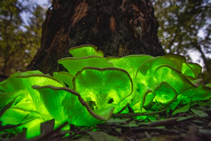 Ever heard of the Ghost #Mushroom?👻🍄 This fungus (Omphalotus Nidiformis) is ghoulishly green glow may seem inviting during this spooky season, but don't be tricked; it's considered poisonous! 🦠☠️ #halloween