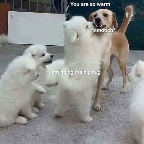 король троллейбуса tweet media