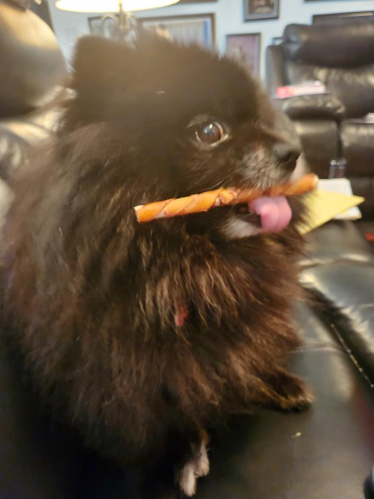 Still haven't found my chew stick. This will have to do! #rufflife #cultofcornette