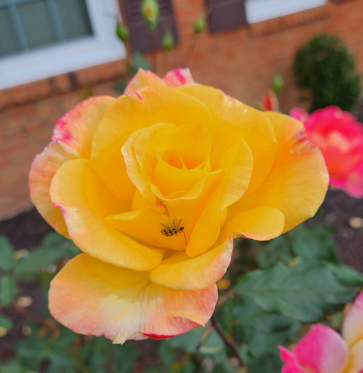 therealADWarren's tweet photo. So, let the annual posting of the late October roses commence.  🌹 
.@therealADWarren #OctoberRoses https://t.co/2CScirSKjp