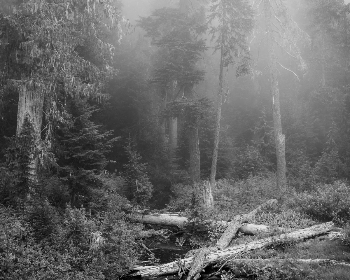 SteveBisig's tweet photo. Misty Forest, Huckleberry Ridge, Washington 📷  https://t.co/fG3zAyQl3g

#artofnature #expressivephotography #intimatelandscape #intimatelandscapes #mindfulphotography #pnw #pacifcnorthwest https://t.co/r8rbMpJSIL