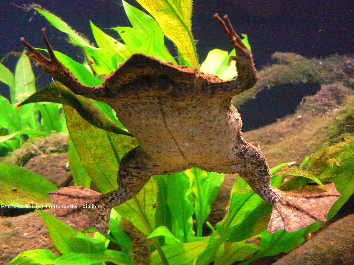 frog ★ tweet media