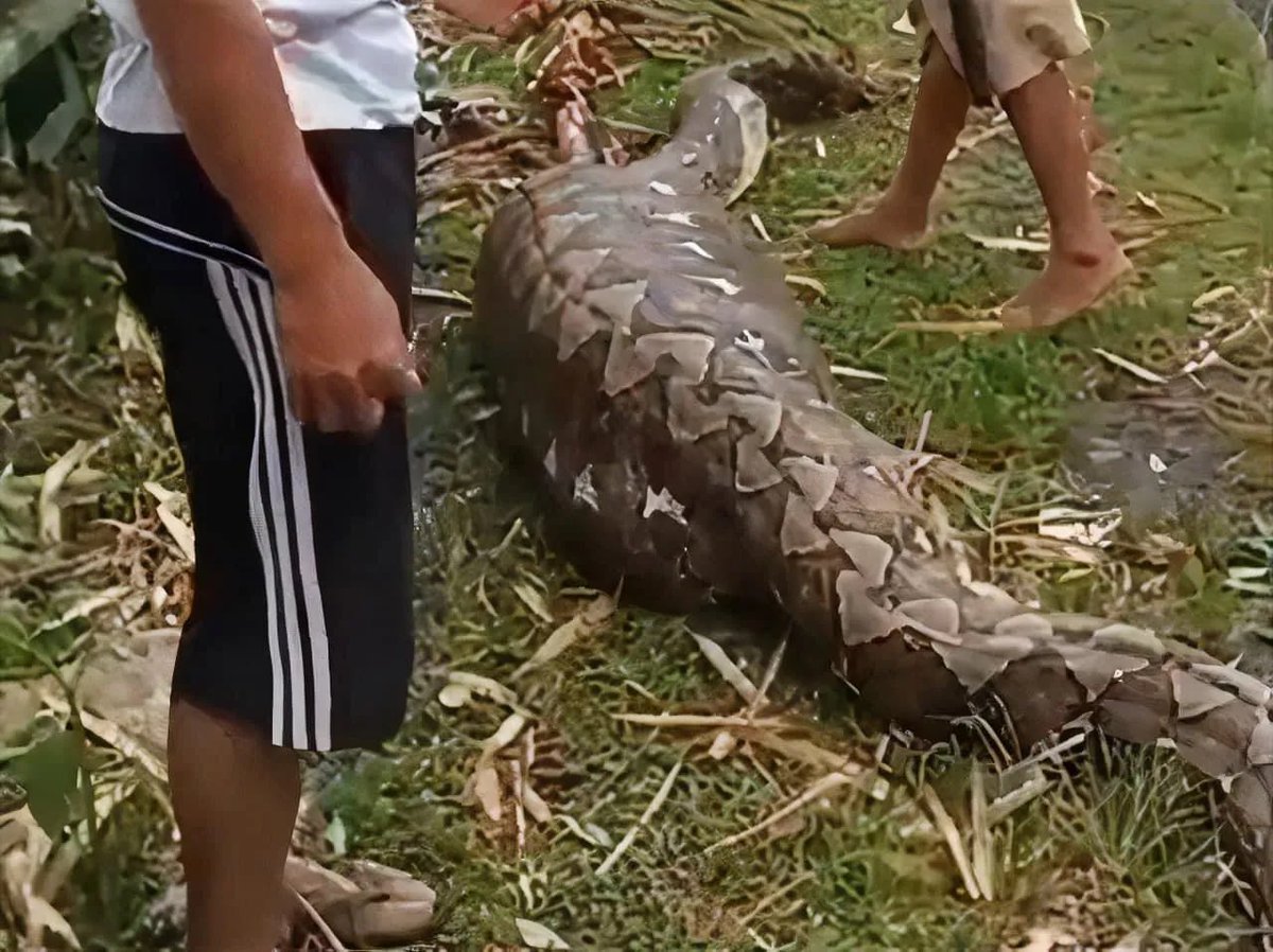 En Indonésie, une femme qui se rendait dans la forêt pour ramasser du caoutchouc a été attaquée par un python de 6 mètres.

La femme a été retrouvée dans l'estomac du serpent après après 2 jours de recherches?-.
