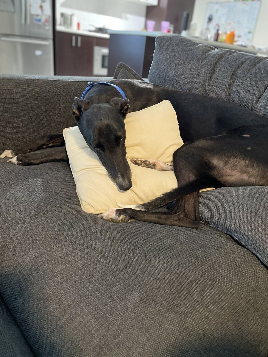 PerthBreakfast's tweet photo. Ronny didn’t forget the couch #rontent https://t.co/HnerIpjvaU