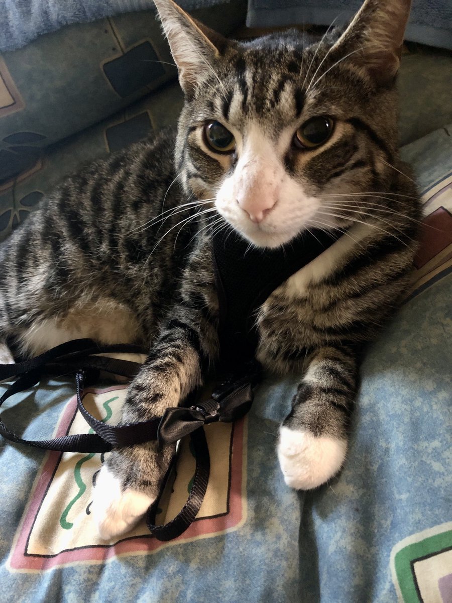 FrostBjorne's tweet photo. George has been extra brave this morning as I show him his very first harness for outside adventures. We are taking things very slowly and not wishing to startle my little sweet boy. #CatsofTwitter https://t.co/o8VvoKPyyP