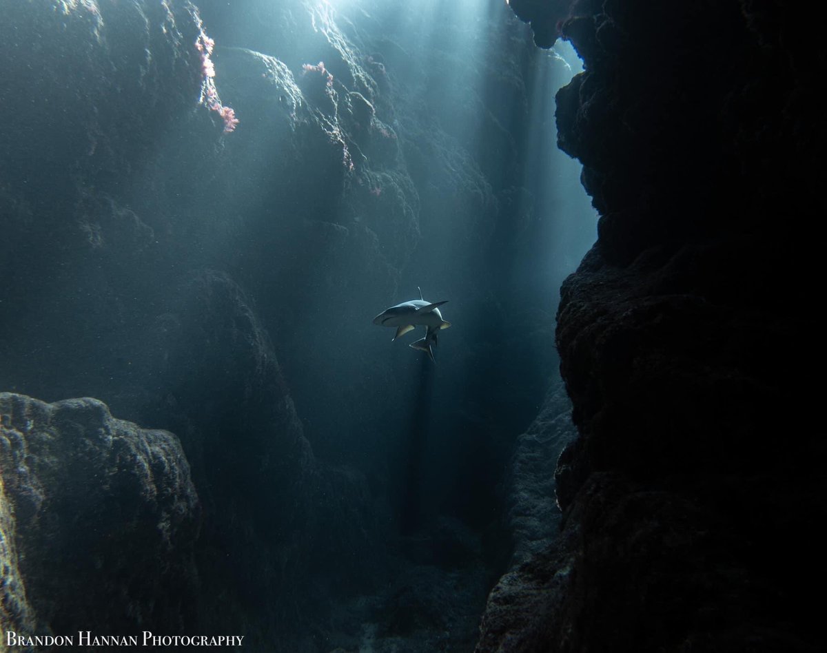 Los 🦈 se enfrentan a su mayor crisis desde q aparecieron en la 🌎 hace 450millones d años. Esta vez, muchas especies de 🦈 se enfrentan al exterminio como resultado d la sobrepesca. ¿Dejarás q desaparezcan? El futuro d la humanidad depende del bienestar del 🌊 y de sus tiburones
