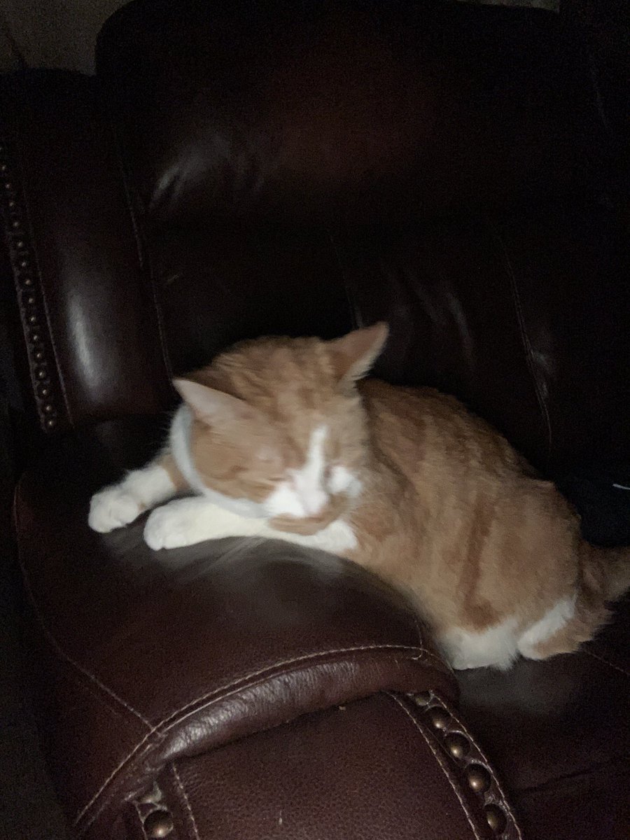 JesseGolden23's tweet photo. Say hi to Joey, the family Cat♥️ https://t.co/wJaElpG4py