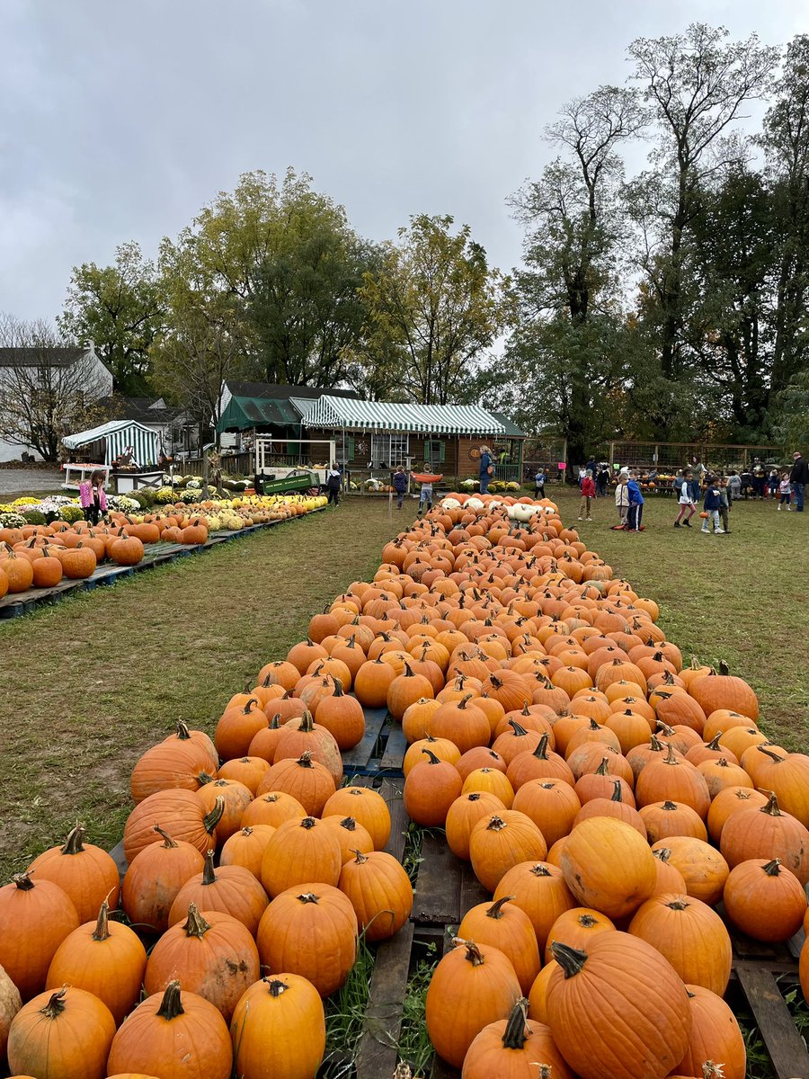 ms_mcgoldrick's tweet photo. These kinder grizzlies had a fun morning at Sugartown Strawberries🎃🚜🌻 @GreystoneES https://t.co/aaFyTFB2Qv