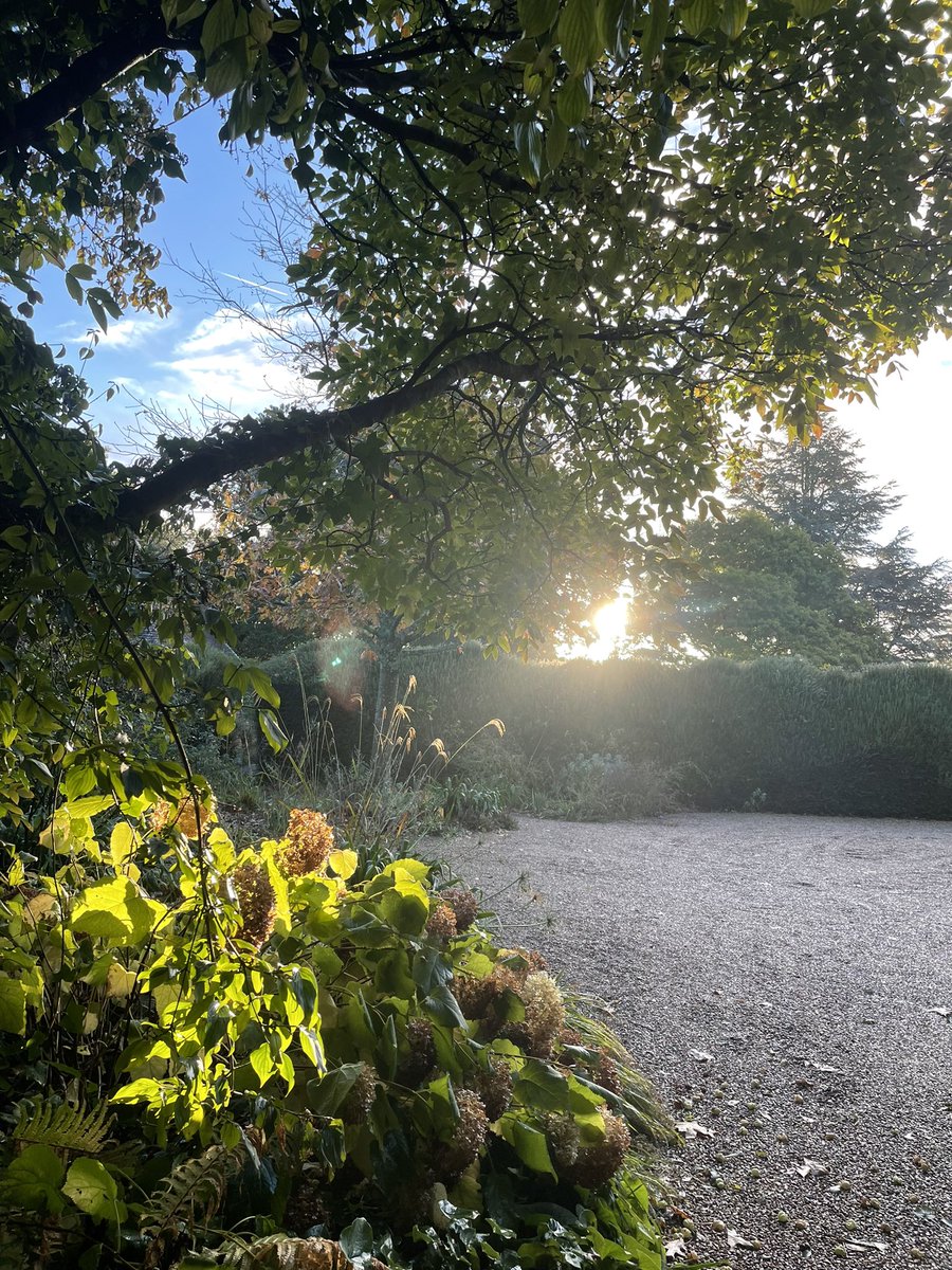 Sunrise in the garden after the weekend rains …always a joy to be outside during these times! 🥰
