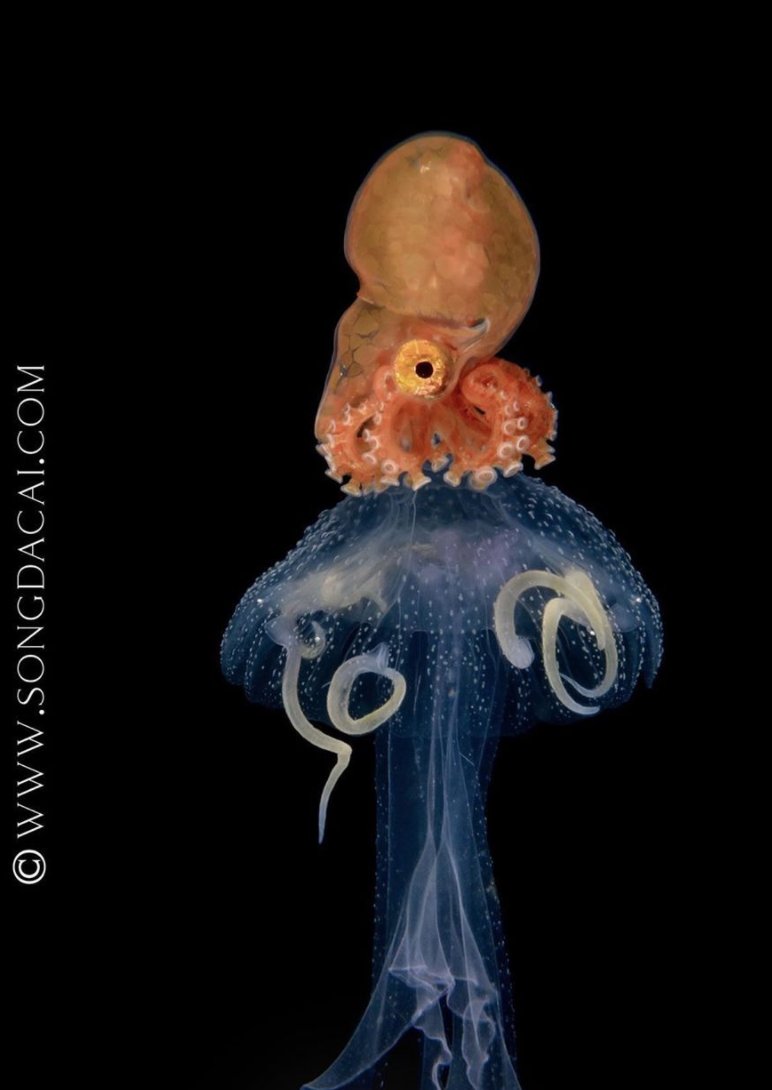 This is your semi-regular reminder that baby open-ocean octopuses ride around on jellyfish. Please enjoy. #DailyJelly Pics from the amazing Songda Cai: bit.ly/2MkUNPm