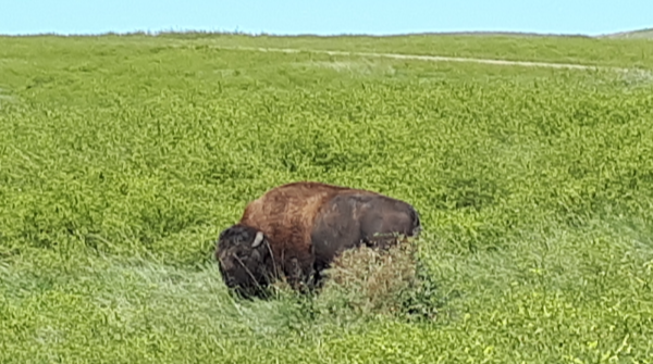UnderCurrentsYU's tweet photo. Benjamin J. Kapron explores how Gerald Vizenor’s concept of survivance may lift animals out of human exceptionalist trappings regarding agency and futurity in “Storying Futures of the Always-Already Extinct,” part of Memories and Futurities -- https://t.co/Sk5cVBlPuu. https://t.co/1lr95bGUuv