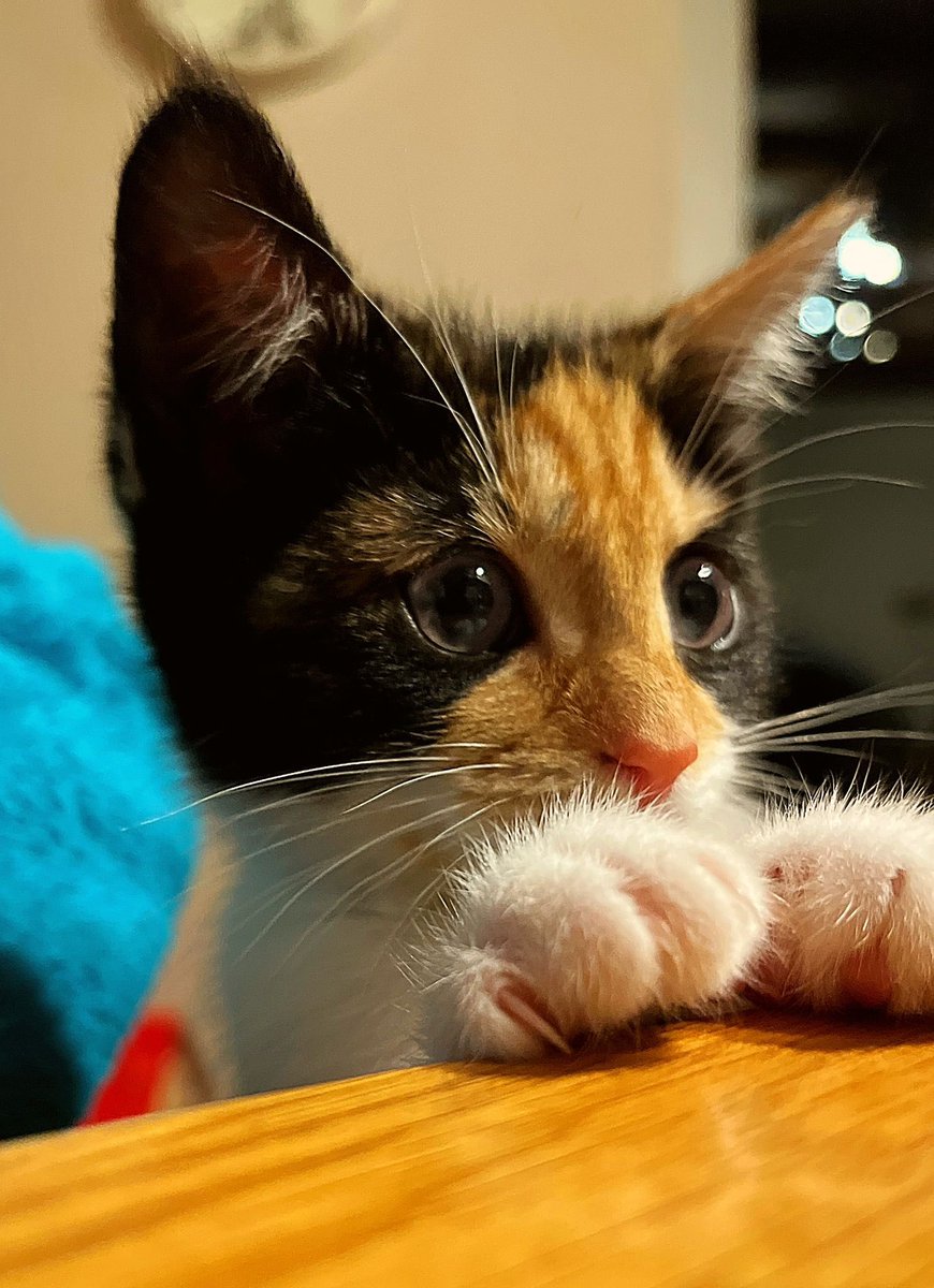 Cuteness alert! New addition to my sons' household