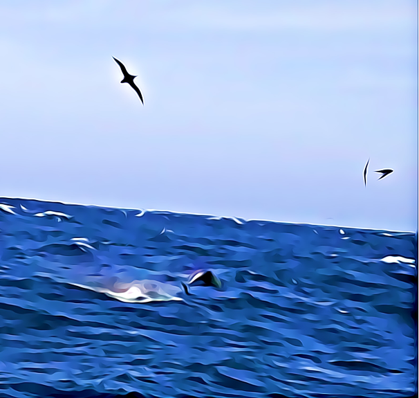 TFC_COLLECTIONS's tweet photo. Deep blue sea
Birds and dolphins playing in the middle of the Atlantic Ocean.
https://t.co/T1WtWLzHg4

#nftinvestor #nftmarketplace #nftphotography #nfts #nftworld #nftcommunity #nftcollector #nftgallery #nftsale #nftopensea #nftcollectors https://t.co/4nj9NcuNjE
