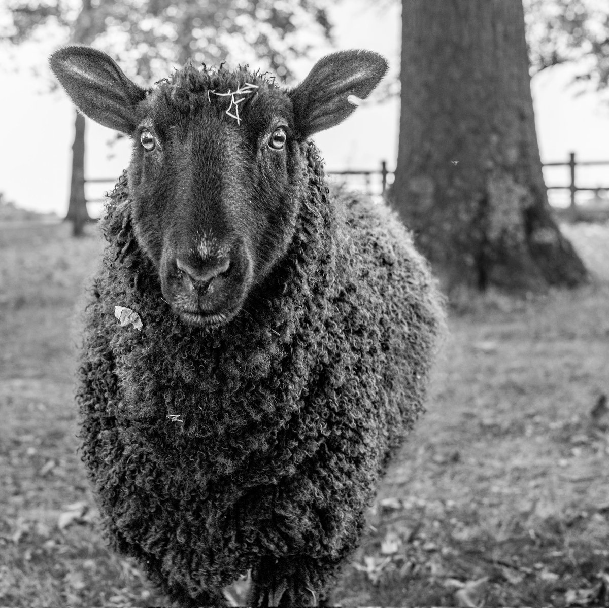 #blackandwhitephotography #blackandwhitephoto #streetphotography #photooftheday
 #photography  #photo #foto #photographer  #picoftheday  #canonphotography #monochrome