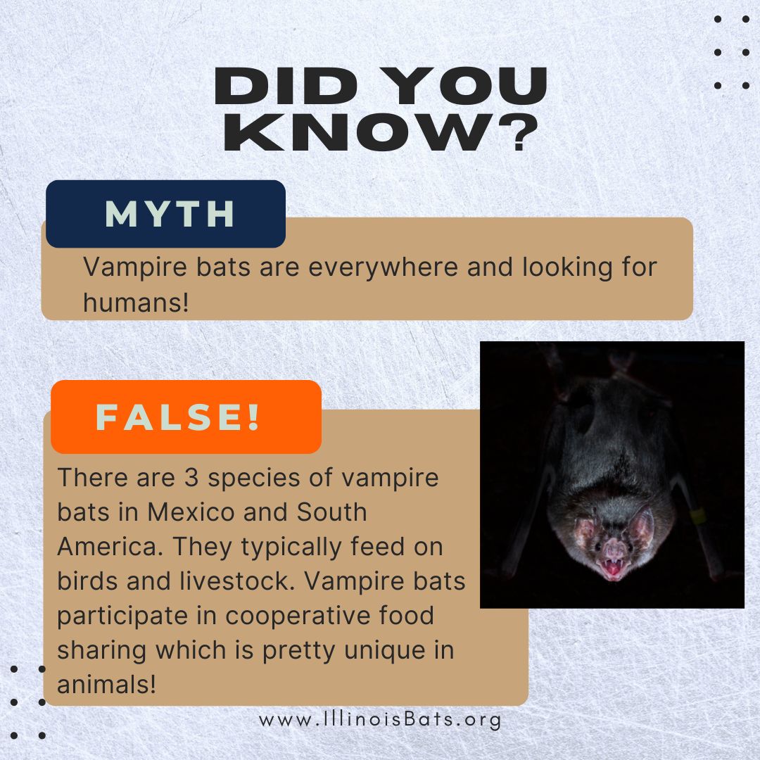 Vampire #bats are actually so rad though...
Happy #BatWeek from your friends at <a href="/INHSillinois/">Illinois Natural History Survey</a> Illinois Bat Conservation Program!

Learn more: pbs.org/newshour/scien…
#TheMoreYouKnow #Vampires