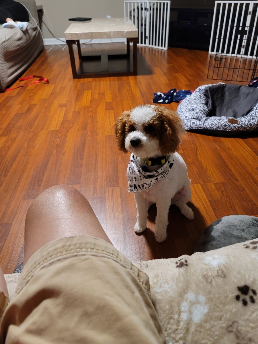 MurphyKamikawa's tweet photo. Got my haircut today. Wearing this stupid bandana the groomer put on me. My owner, @coachk2345, says I look like a thug. What's a thug? I can't Google. #MurphyTruth https://t.co/xirXAEu5j9