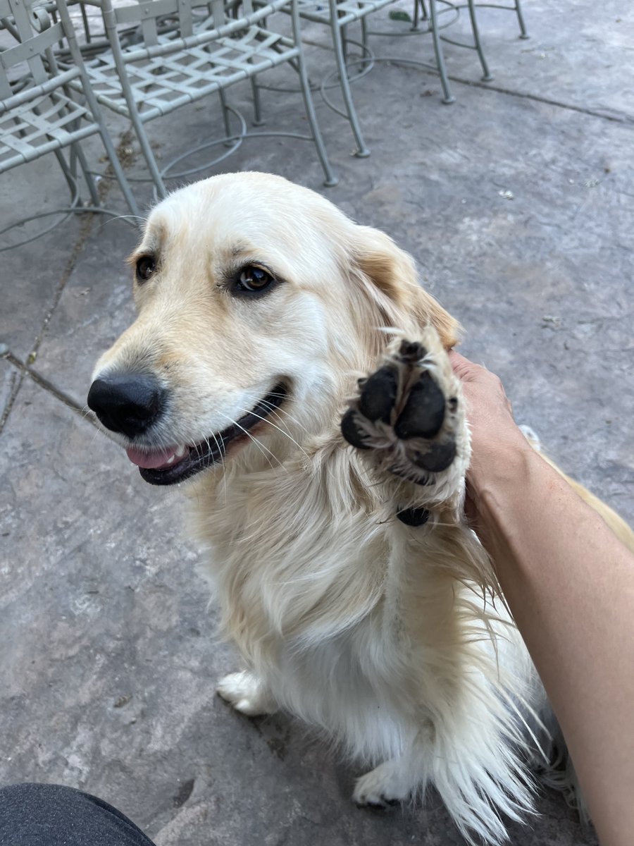 TheRealDogBlogx's tweet image. Dog Training can be a hassle, but it doesn't need to be. Learn more from our blog post today!
dogblog499428134.wordpress.com

#DogTraining #DogTrainingMadeEasy #DogTrainingHacks #EasyDogTraining #HowToTrain #DogTraining101 #DogTrainingGuide #DogBlog #LearnAboutDogs #Blogger #Dogs101