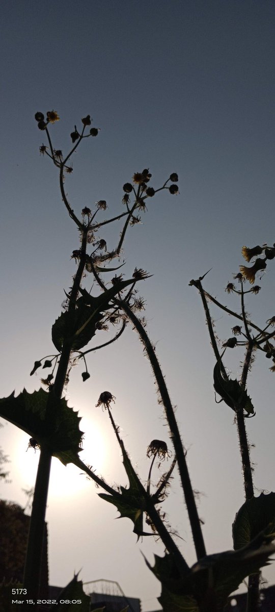 CdbRathor's tweet image. Ye mene 1 sal pehle photo Li thi .🌹