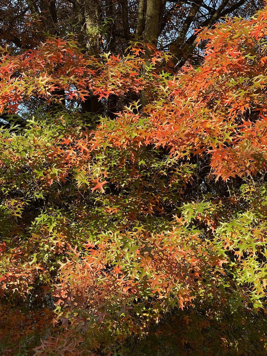 Love the change of seasons and all the color on the farm. Autumn is full of joy!