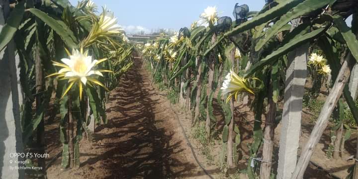 impact_afrika's tweet photo. Don't stop farming altogether if one of your agricultural businesses fails. Farm business opportunities are like buses; there’s always another one coming. Always be on the lookout for new opportunities out there. https://t.co/DjNWid7qjK