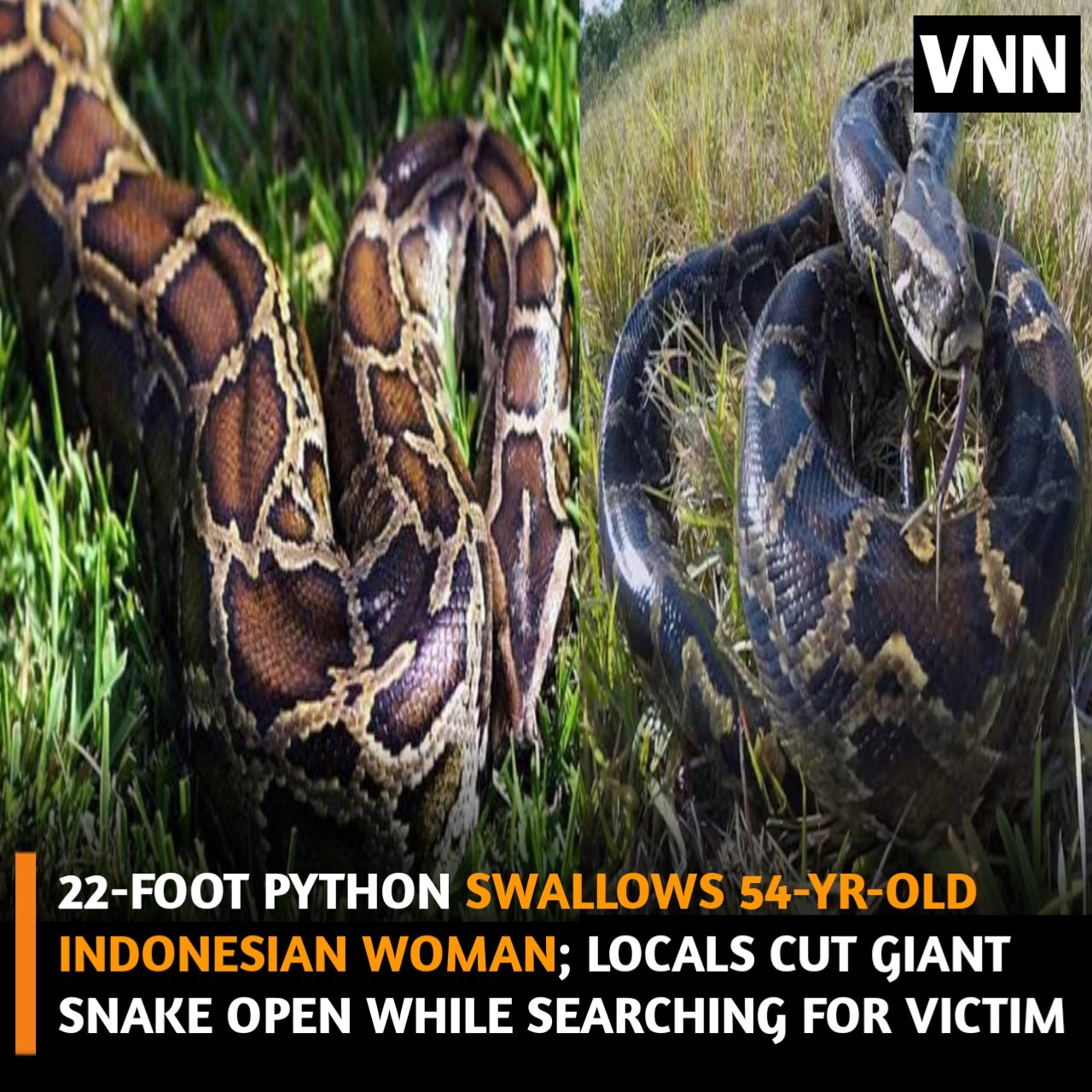 Viral News Network on Twitter: