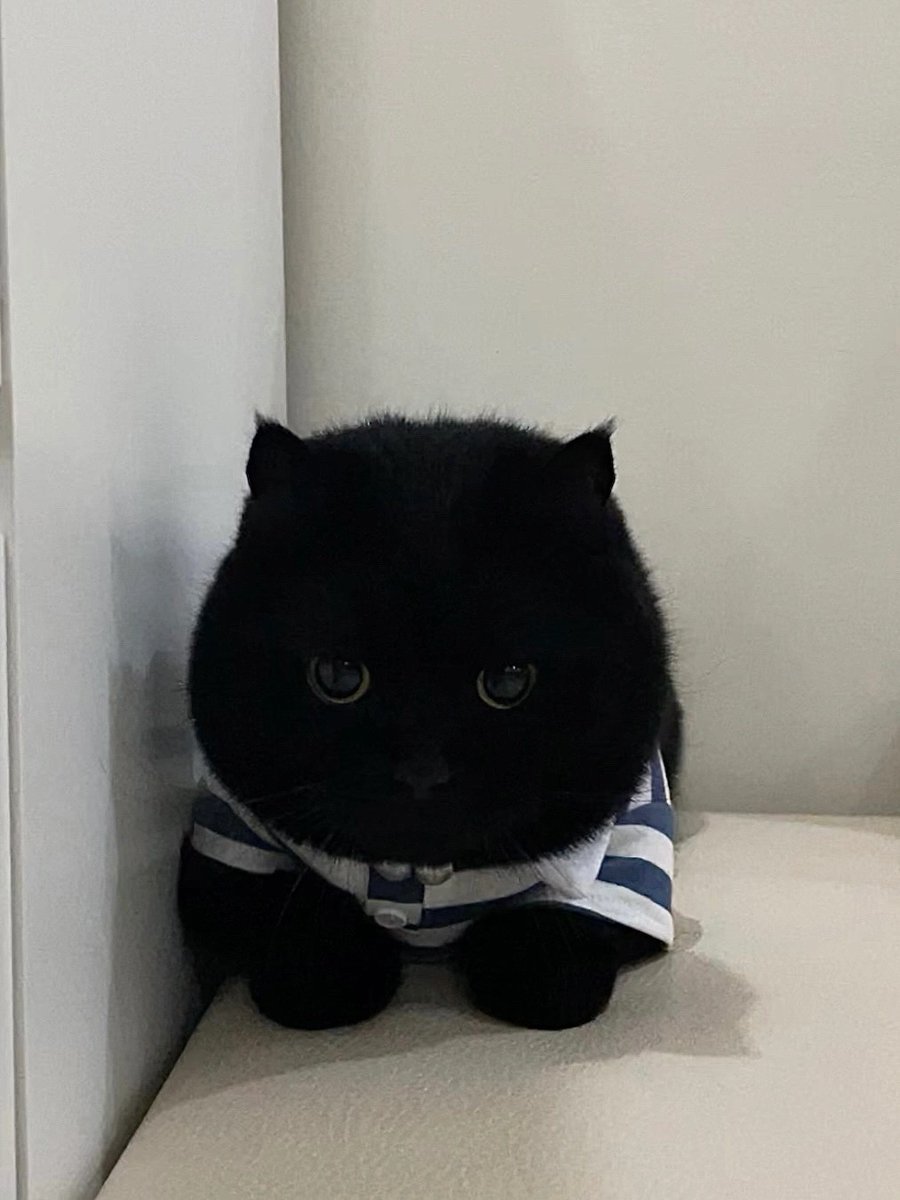 LarsBell2's tweet photo. @BrigFeathers hahahaha,so cute https://t.co/C8uAnpCkdi