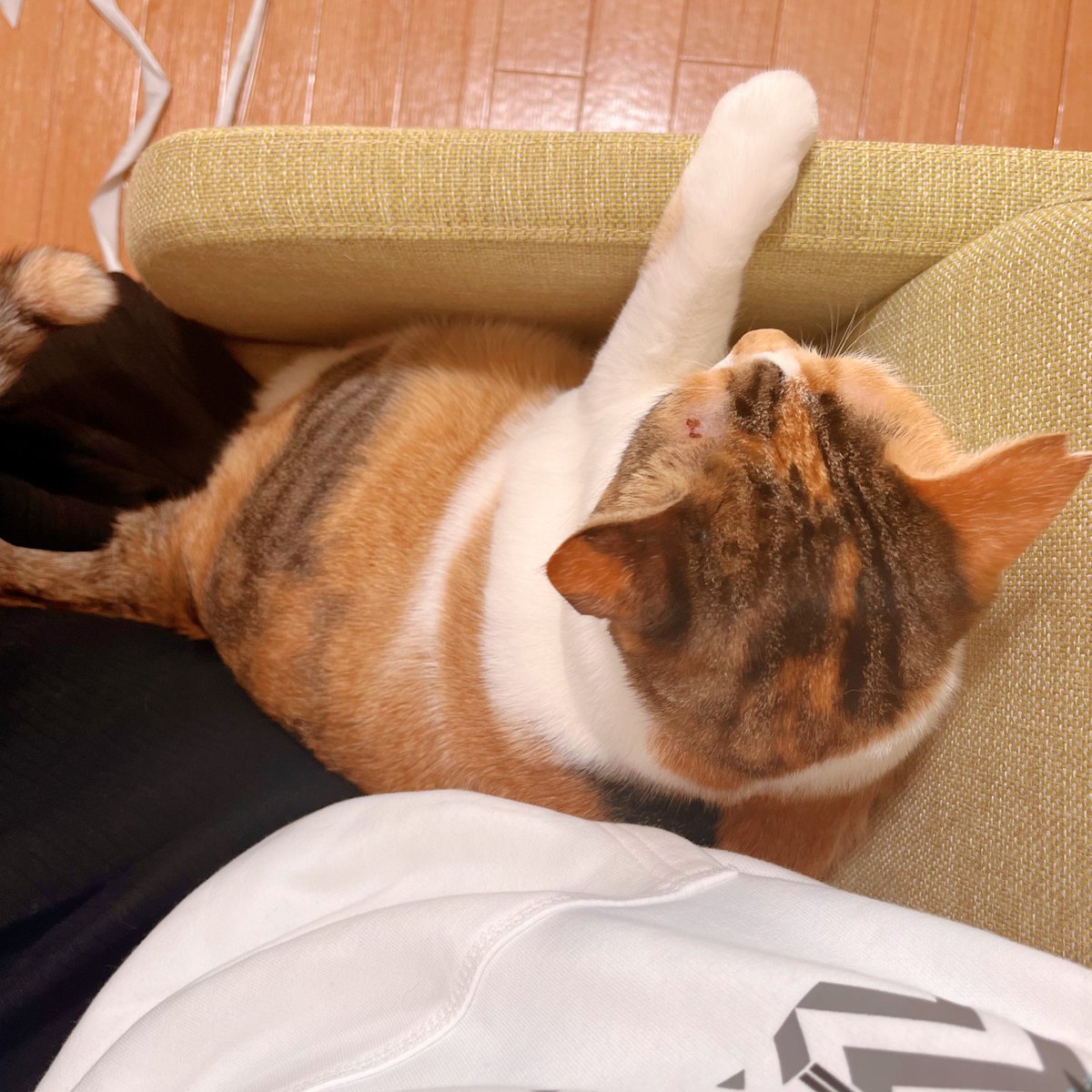 81日目
 #クロッキー筋トレ

今日も1人掛けの椅子に割り込んで来た猫です
自分が乗ろうとすれば人間は絶対座らせてくれるって知ってるの可愛い🥹 