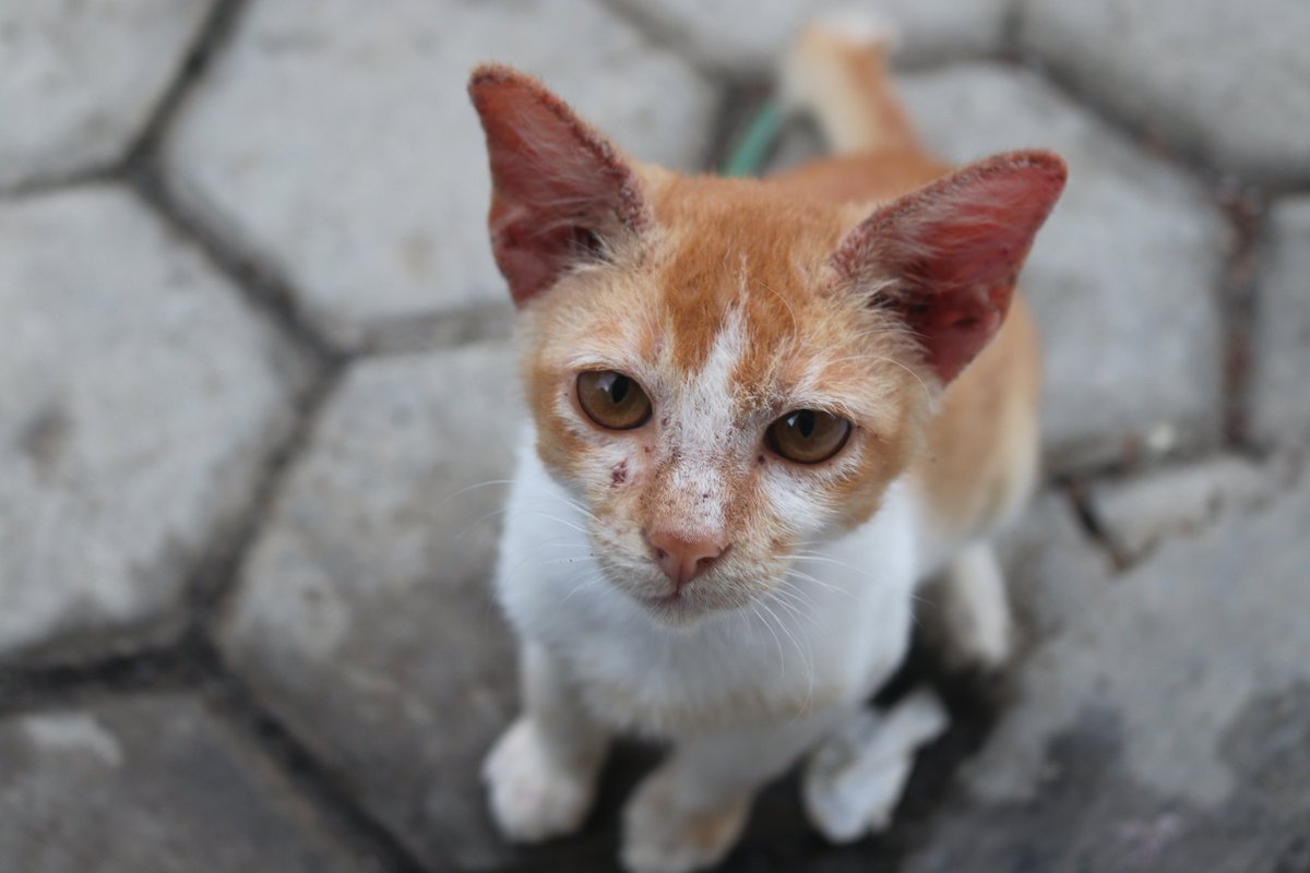 naili_anisa's tweet image. Arsip foto #freetoedit bolehlah...

#Retweet &amp;amp; #replytweet kalo udah diedit yak (⁠｡⁠♡⁠‿⁠♡⁠｡⁠)
Sertakan username #Instagram juga
Kasih #typography makin cakep tuh 

Doc. 22 Oktober 2022