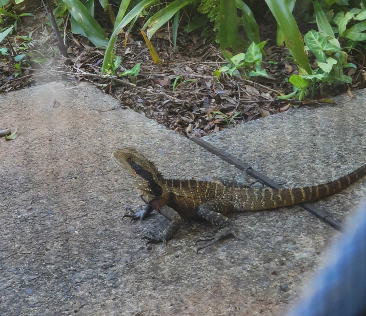 RuralViewAu's tweet photo. One of the cats just hit the front screen door #NaturalBornKillers
I think it's a water dragon We have a blue tongue that I see often also #KeepCatsInside
Pic taken through screen door https://t.co/K4Jr8ryCxq