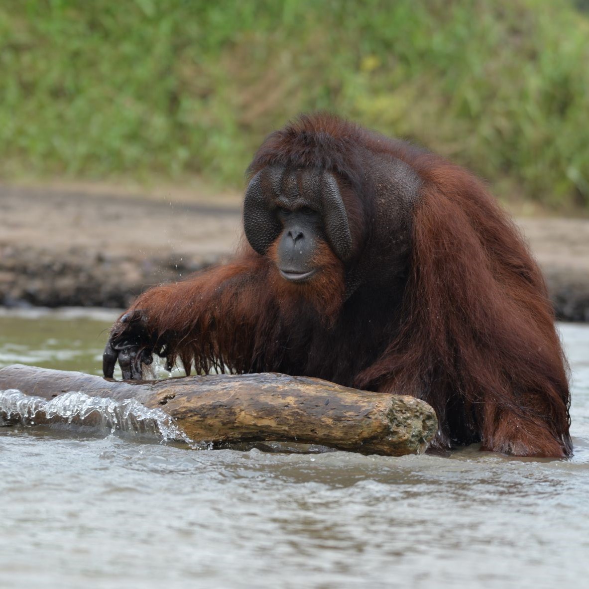 OrangutanTOP's tweet photo. Hercules &amp; Antak are on their way to #ForestFreedom! The Ministry of Environment &amp; Forestry has granted us 20,000 hectares in the #BusangEcosystem, where these kings will soon be #WildAndFree. In these pics, the boys are sedated for the journey.

#TheOrangutanProject #TOP #BORA https://t.co/jcSMQCGMP7