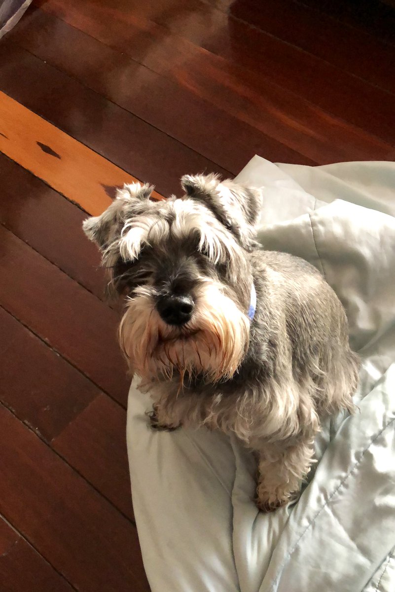 LauLoz96's tweet photo. ¿Saben qué me pareció bello?

Que cuando Juanda estaba en el momento más duro y decisivo de su depresión pensó en Chandosa y le salvó la vida. La fuerza que nos dan las mascotas es impresionante.
Tanto mi gordito como mi pollita han sido claves para mi salud mental. Lxs amo tanto https://t.co/FgnuB5SawO