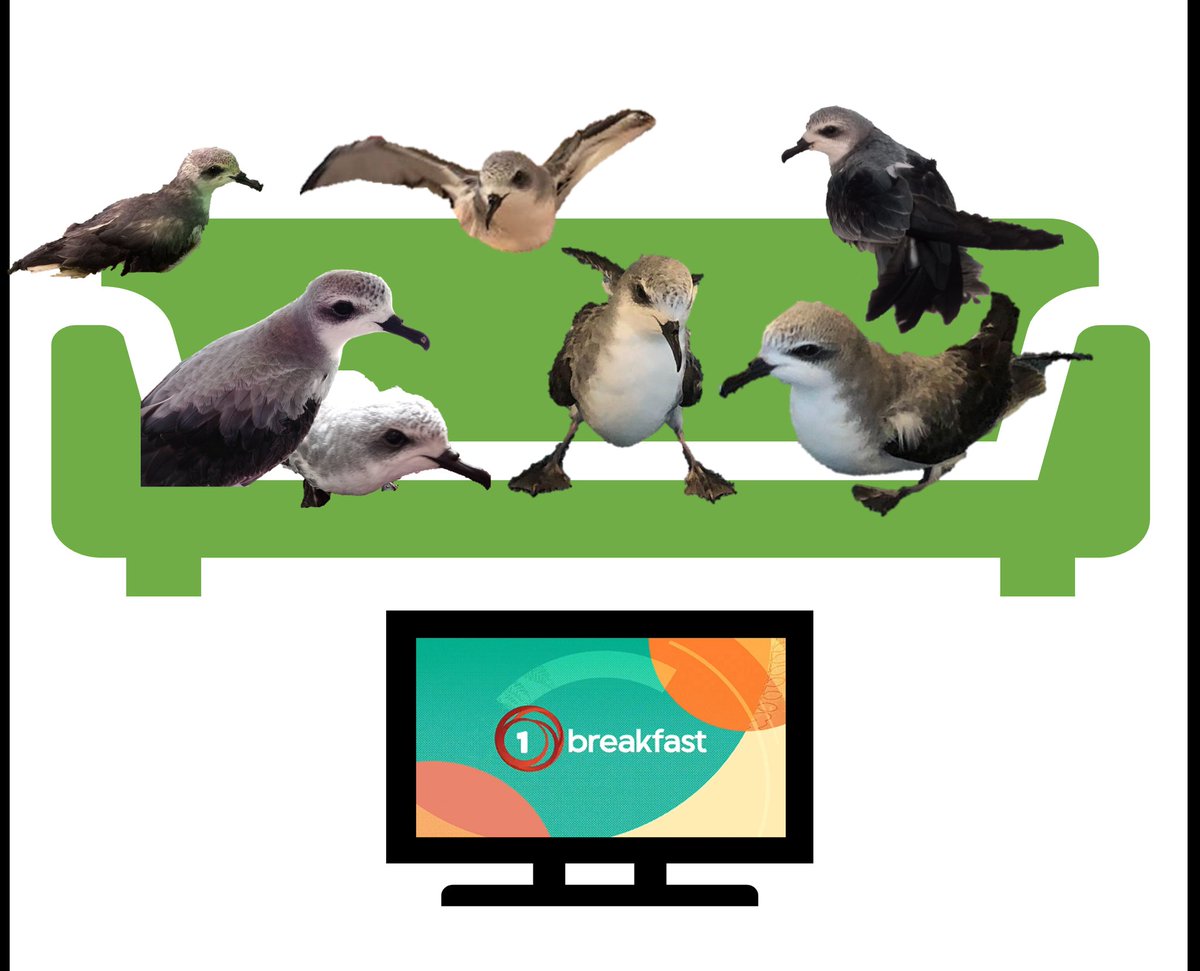 VoteCookieBOTY's tweet photo. Hi👋🏻Cookie here! Oh my cookies we are going to be on Breakfast tomorrow on TVNZ! Come and listen in onto why you should vote for Cook's petrels for #birdoftheyear2022 🥰 #votecookie
@Forest_and_Bird @birdcarenz https://t.co/lMVs5QMLJw