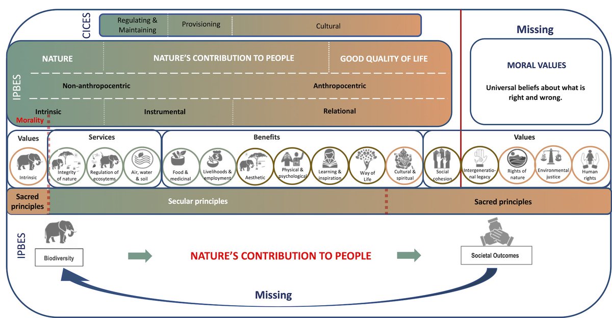 In our new paper, we identified 90 benefits of elephants! We highlighted the importance of considering moral values in conservation decisions to transition to a just, ethical and sustainable world.
authors.elsevier.com/sd/article/S22… 
#science #conservation #elephants