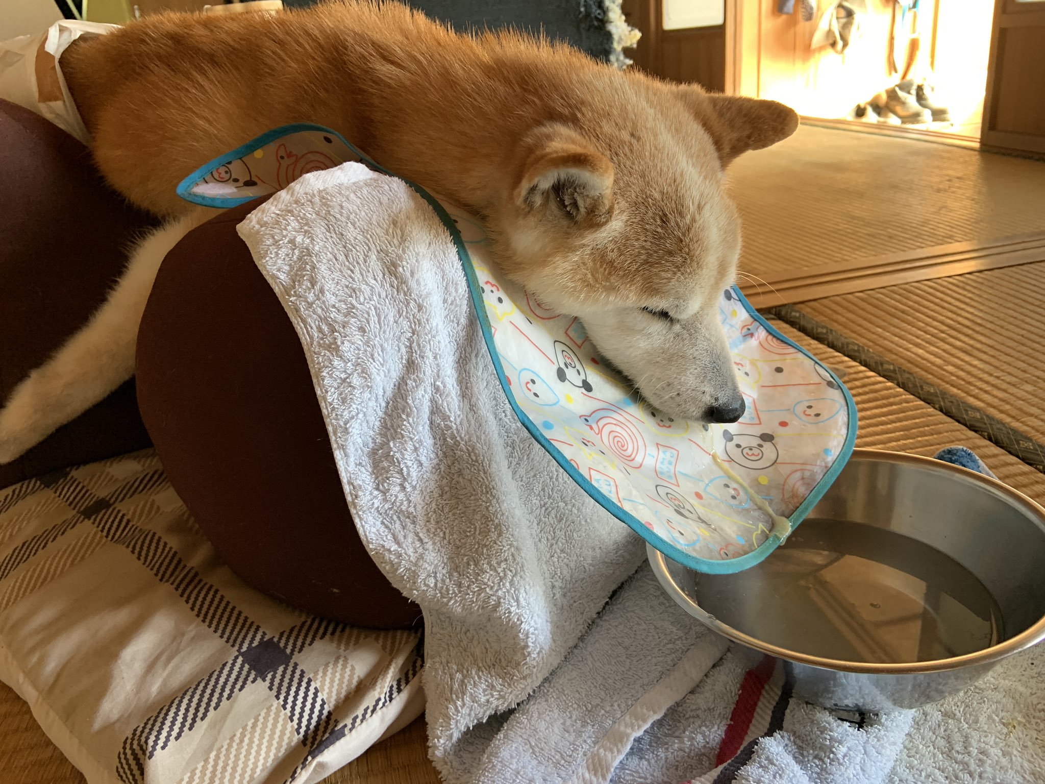تويتر 柴犬コタロウ 毛玉たちの老犬介護 على تويتر 寝ながら与えたら誤嚥性肺炎のリスクあるけど 今 リラクッションに乗せて与えたら 呼吸困難になった 焦った もう脳が処理できてないんだわ T Co W5maorrrqd تويتر 柴犬コタロウ 毛玉たちの老犬介護 على تويتر 寝ながら与えたら誤嚥性肺炎のリスクあるけど 今 リラクッションに乗せて与えたら 呼吸困難になった 焦った もう脳が処理できてないんだわ T Co W5maorrrqd